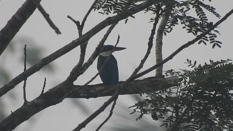Beautiful Blue Kingfisher Resting Gracefully in Nature Stock Footage 308564377
