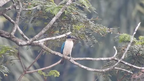 Beautiful Blue Kingfisher Resting Gracefully in Nature Stock Footage 308564400