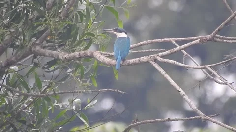Beautiful Blue Kingfisher Resting Gracefully in Nature Stock-Footage 308564477