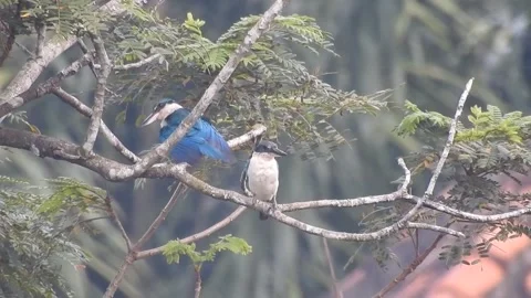 Beautiful Blue Kingfisher Resting Gracefully in Nature Stock Footage 308564643
