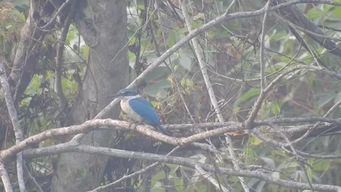 Beautiful Blue Kingfisher Resting Gracefully in Nature Stock Footage 308564669