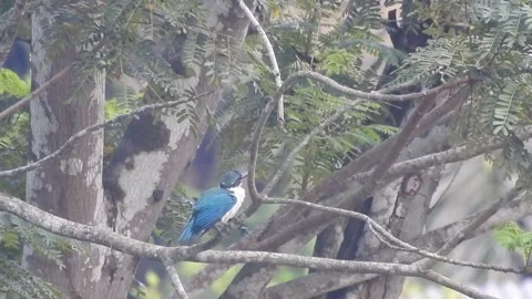 Beautiful Blue Kingfisher Resting Gracefully in Nature Stock Footage 308564700