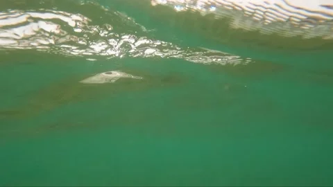 Beautiful blue ocean, over under split view of sky and underwater 動画素材 237997266