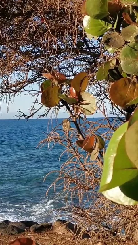 Beautiful blue ocean waves gently crashing on a rocky coastline, viewed from Stock Footage 344786137