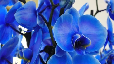 Beautiful blue orchids Stock Footage 75069110