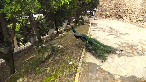 Beautiful blue peacock is on the ground Stock Footage 75281365