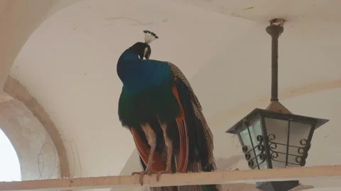 Beautiful blue peacock with a long tail perched indoors under architectural Stock Footage 337549267