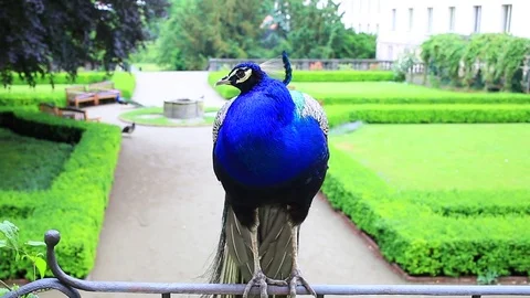 Beautiful blue peacock in the park Stock Footage