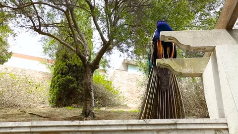 Beautiful blue peacock sitting on the column Stock Footage 75281809