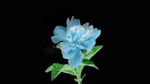 Beautiful blue Peony background. Blooming peony flower open, time lapse 4K UHD Stock Footage 168669604