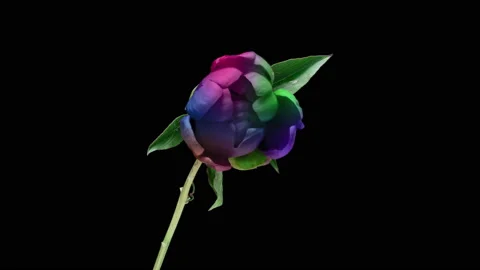 Beautiful blue Peony background. Blooming peony flower open, time lapse 4K UHD Stock Footage 211020177