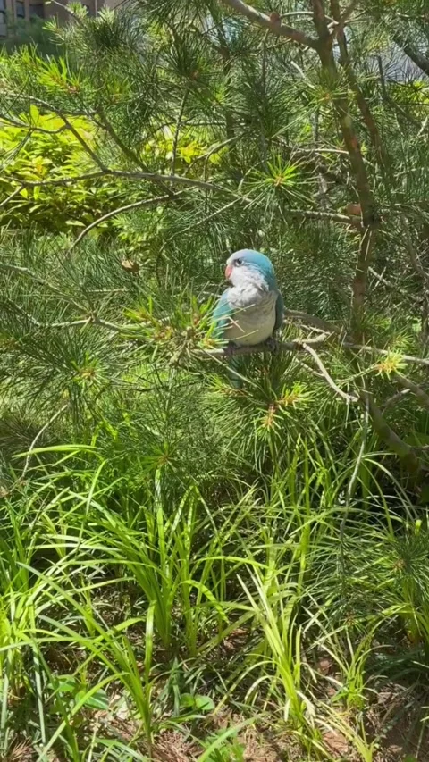 A beautiful blue quaker parrot perched on a pine tree branch outdoors Vídeos de archivo 334635156