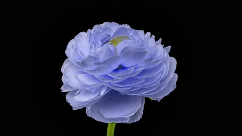 Beautiful blue ranunculus blooming on black background. Blooming flower flower Stock Footage 166543608