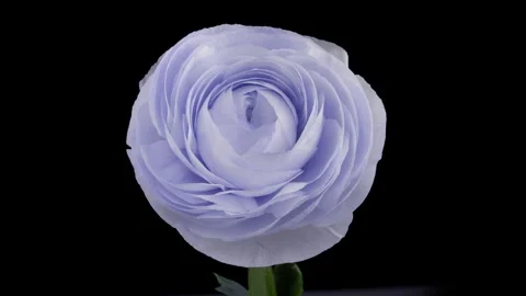 Beautiful blue ranunculus flower opening on black background, close up Stock Footage 241210376