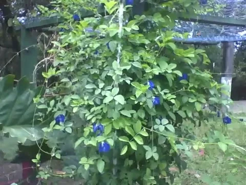 Beautiful blue roses tree getting wet, at the science museum Stock Footage 162285072