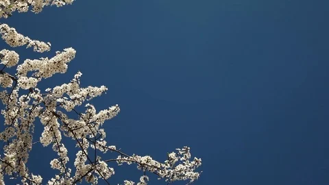 Beautiful blue sky background with blooming cherry tree branches Stock Footage 99314795