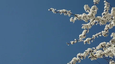 Beautiful blue sky background with blooming cherry tree branches Video stock 99314850
