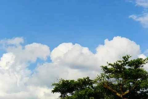Beautiful blue sky with a large tree and sunlight in springtime Photos