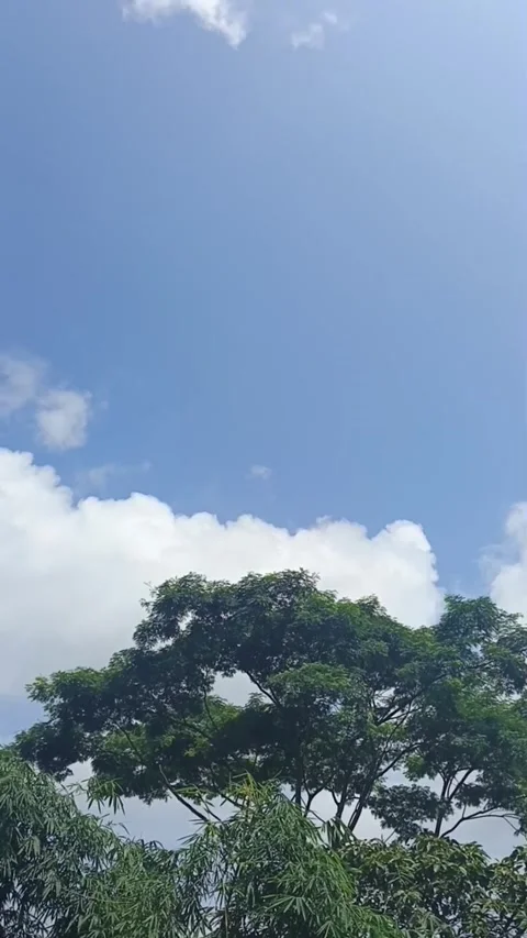 Beautiful Blue Sky With White Clouds Above The Green Trees Stock Footage 337989975