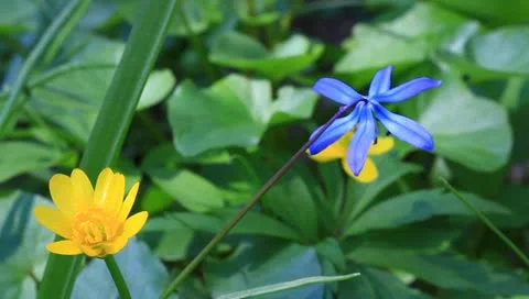 Beautiful blue snowdrops Stock Footage 10897680