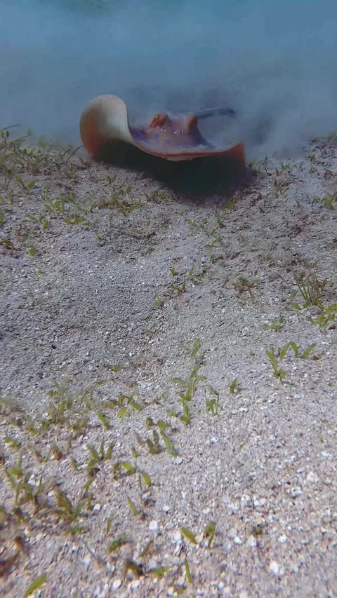 Beautiful Blue-Spotted Stingray Vidéo 345806126