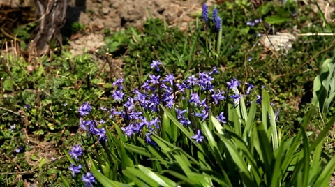Beautiful blue spring flower in a big garden Stock Footage 4280402