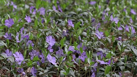 Beautiful blue spring forest flowers periwinkle blows in the wind. Stock Footage 196184500