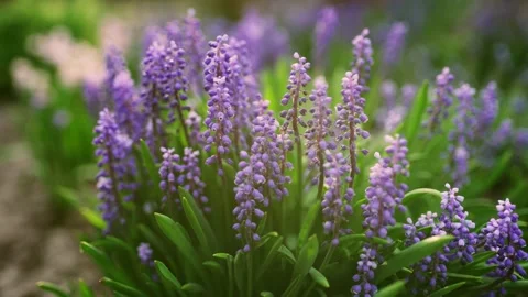 Beautiful blue spring forest flowers. Stockbeeldmateriaal 203919911