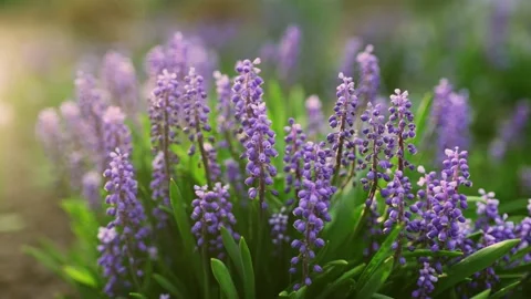 Beautiful blue spring forest flowers. Vidéo 204104539