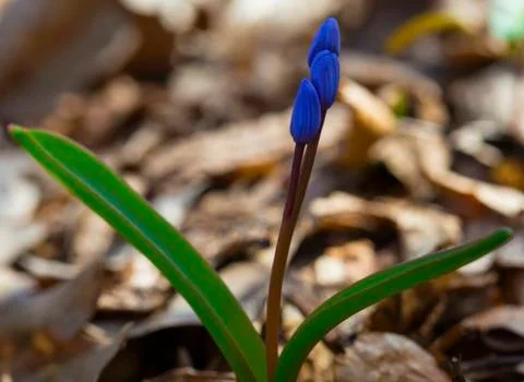 Beautiful blue squill Stock Photos