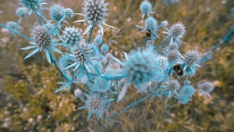 A beautiful blue thistle with a bumble-bee on it is shaking in the wind. Stock Footage 114325872