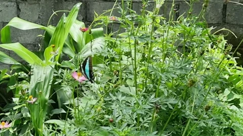 A beautiful blue triangle butterfly Video stock 337459171