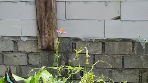A beautiful blue triangle butterfly Video stock 337459173