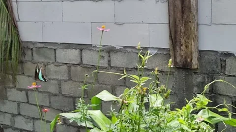 A beautiful blue triangle butterfly Video stock 337459174