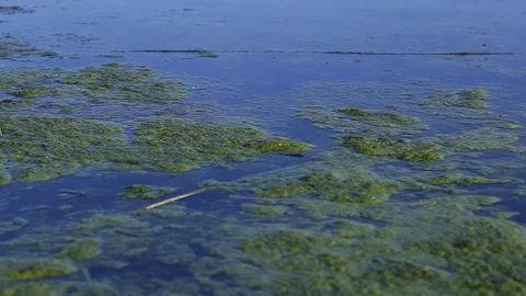 Beautiful blue water with algae Stock Footage 129088134