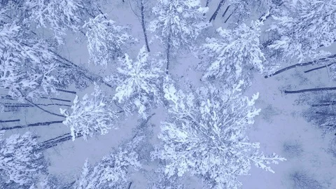 Beautiful blue winter young pine snow covered forest aerial close up view video Stock Footage 102732286