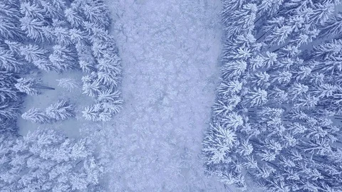 Beautiful blue winter young pine forest covered with snow with glade of Stock Footage 103473670
