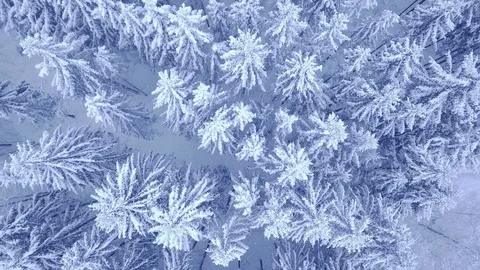 Beautiful blue winter young pine snow forest with road aerial view video with Stock Footage 104873553