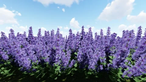 Beautiful Blue Wonder Catmint 스톡 동영상 341871948