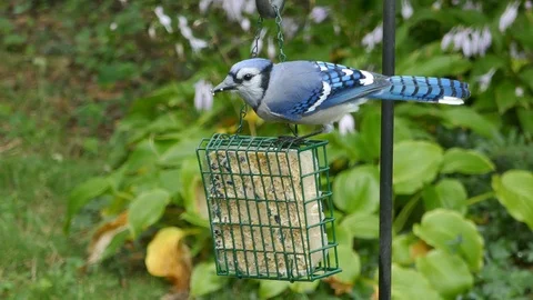 Beautiful bluejay eats at a suet feeder 4K Stock Footage 95079462