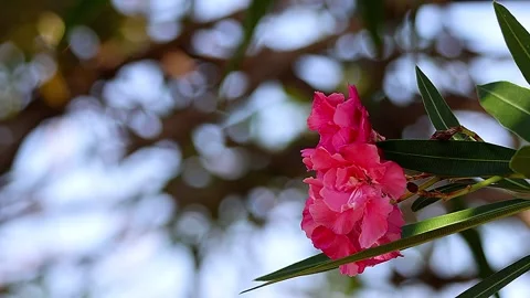 Beautiful blurred background oleander harmony with ambient soun,02 Video stock 343547628
