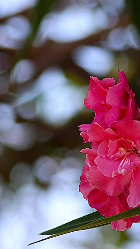 Beautiful blurred background oleander harmony with ambient sound 库存影片 343547798