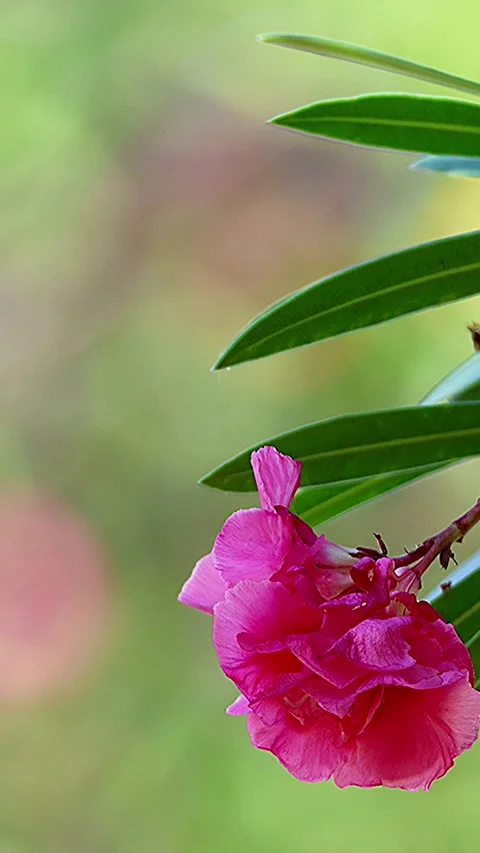 Beautiful blurred background oleander harmony with ambient sound,01 库存影片 343547843