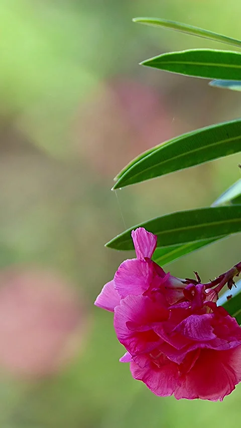 Beautiful blurred background oleander harmony with ambient sound 库存影片 343547846