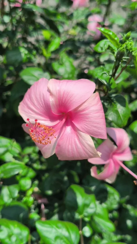 Beautiful Blushing Hibiscus Flower Vídeos de archivo 334100728