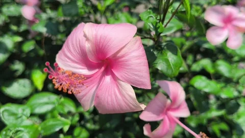 Beautiful Blushing Red Hibiscus Flower Vídeos de archivo 334100738