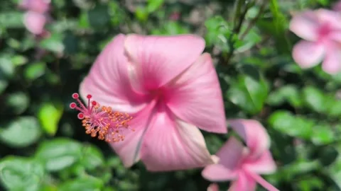 Beautiful Blushing Red Hibiscus Flower Vídeos de archivo 334100741