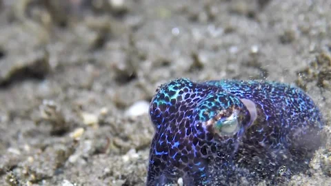 Beautiful Bobtail Squid Covers itself in Sand, Dauin, Philippines - 04 Jan 2023 Stock Footage 229434967