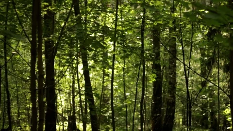 Beautiful bokeh, abstract background, the sun in the foliage, upward movement Stock Footage 108727306
