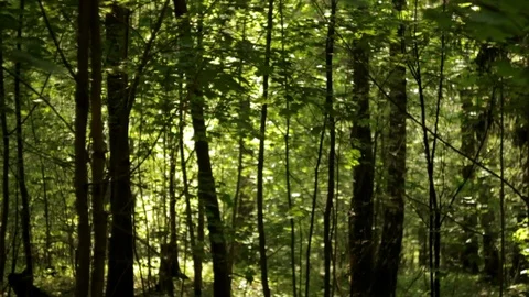 Beautiful bokeh, abstract background, sun in foliage, slow motion up Stock Footage 108727351